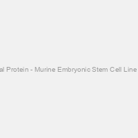 Total Protein - Murine Embryonic Stem Cell Line D3